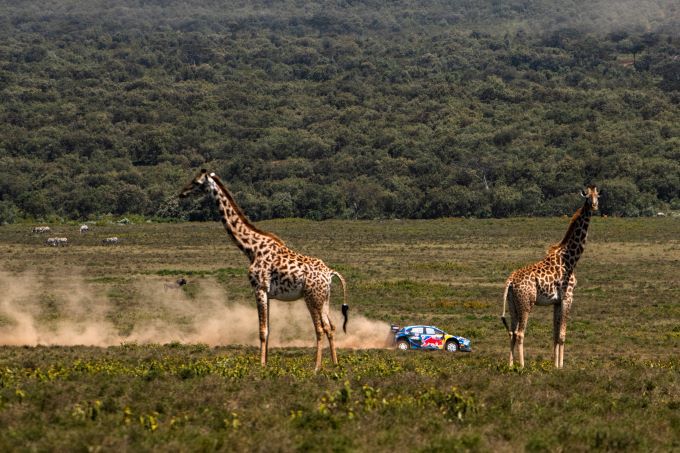 Safari Rally Keny O Tänak / M Järveoja EST Ford Puma